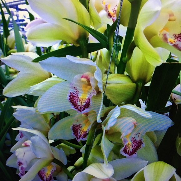 Meet your Posher, Rosemary - Picture 4 of 8